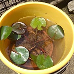 バケツで温帯性睡蓮を育て始めました！植え替え方＆かかった費用まとめ