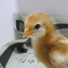 長年の不眠症が改善したキッカケは鶏の孵化⁈私の体験談まとめ