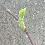 ボイセンベリーとジャンボブラックベリーの栽培。4月に入って急成長！