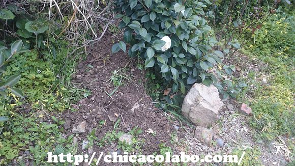 イノシシに掘り返された石と庭