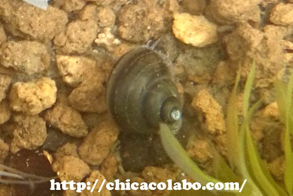 ヒメタニシの稚貝が大量発生 幹之メダカの稚魚 奇跡の生還