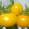 水耕栽培キット『ペットマト』黄金トマトを収穫して食べたよ！
