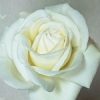 白バラ「ビブ ラ マリエ！」の大苗購入から開花までの記録。2018年
