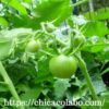 ダイソーの中玉トマトを種から育ててみた。植え付け～実がなるまで